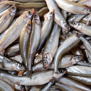 В Петербурге стартует сезон продажи корюшки