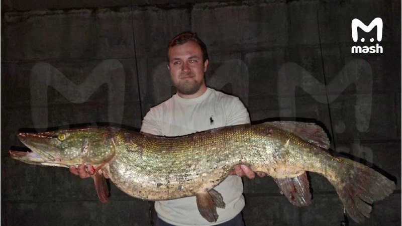 Подписчик поймал 9-килограммовую щуку у Москвы-Сити