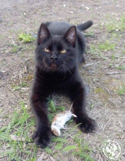 Иллюстрация 4