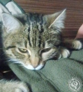 Иллюстрация 1