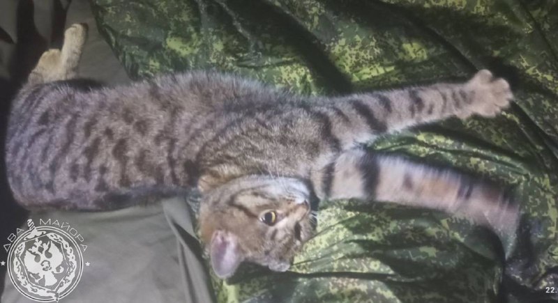 Иллюстрация 8