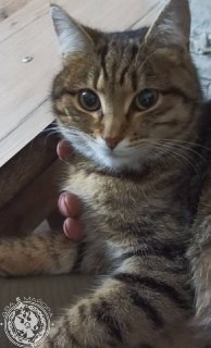 Иллюстрация 9