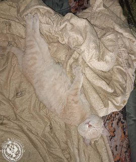 Иллюстрация 10