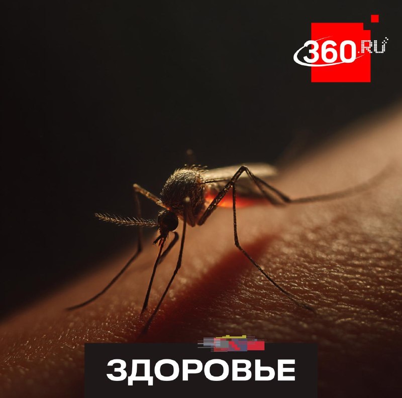 Комары стали переносить паразитов в центральной части России