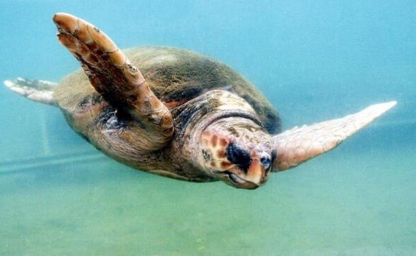 Иллюстрация 1