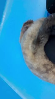 Спасённая на Ладоге нерпёнок растёт и «болтает» с сотрудниками фонда