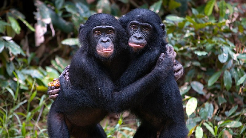 В МО зафиксированы два новых случая оспы обезьян