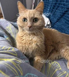 Иллюстрация 2