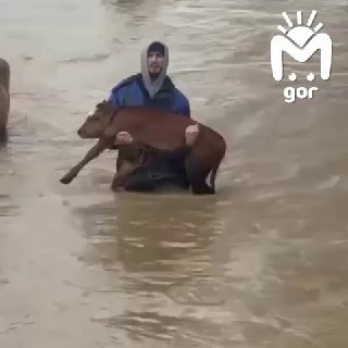 Дагестанских коров выносят на руках из затопленных дворов