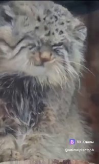 Питер Live: манул Шу доволен формой