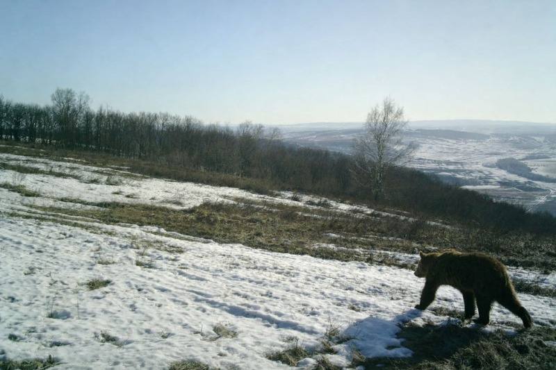 Медведь в Башкирии и домовой в МАХ