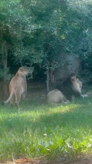 Львица укусила льва за жёпу и убежала