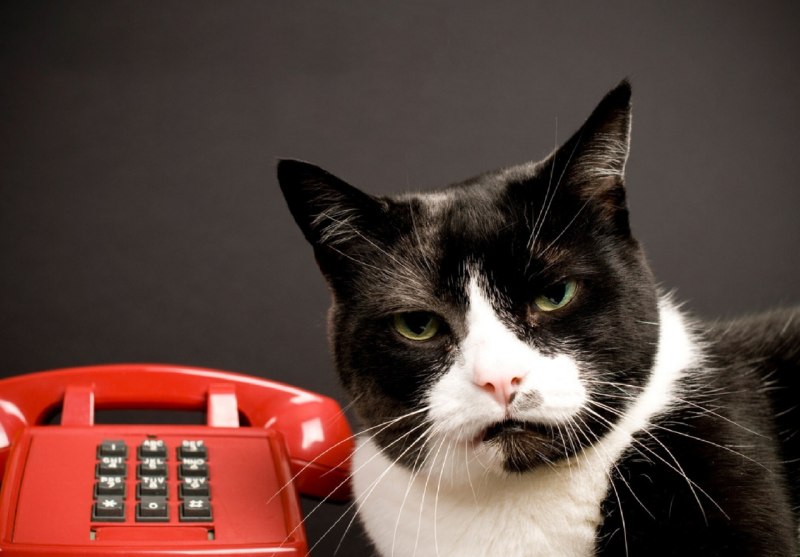 Жулики стали звонить россиянам с городских номеров