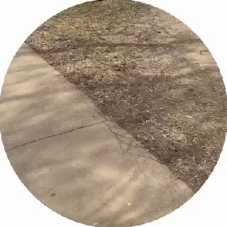 Лошади скакали по МКАД: что произошло и где их нашли