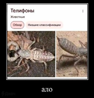 Ленобласть закупила 275 телефонов с экраном 25 дюймов за 5 миллионов