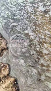 Следы нефти и погибшие птицы найдены в Финском заливе на фоне пожаров в порту Усть-Луга