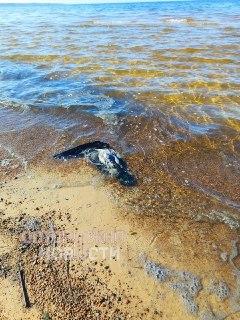 Иллюстрация 2