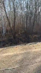 Амурский тигр не котик: шутка о встрече с хищником