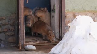 В Московском зоопарке начался сезон прогулок для животных