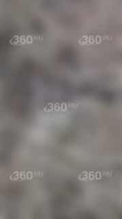 Почти 50 мертвых собак найдены у дороги в Свердловской области