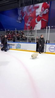 Шпиц Умка вышел на лёд вместе с Лукашенко