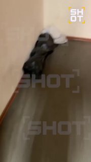 Котёнок умирает в подмосковном магазине из-за запрета на ремонт