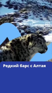 Запуск сайта Объясняем.рф и конкурс на имя уникального ирбиса