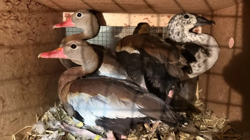 Иллюстрация 3