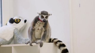 Кошачьего лемура изъяли из антикафе в Москве и перевезли в зоопарк