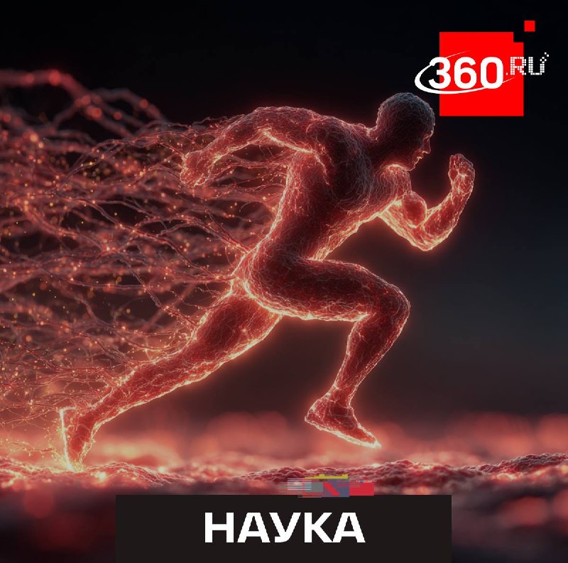 Ученые нашли механизм, с помощью которого упражнения замедляют старение мышц