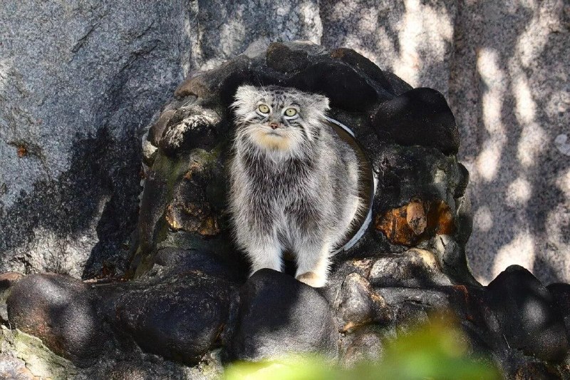 Манулу из Москвы отказали в свиданиях в японском зоопарке