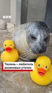 32-летний тюлень Регги продолжает тренироваться с резиновыми уточками