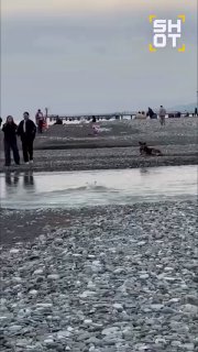 Сочинскому псу-супергерою, выжившему в бушующем море, ищут новый дом