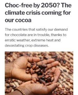 Шоколад может почти исчезнуть к 2050 году