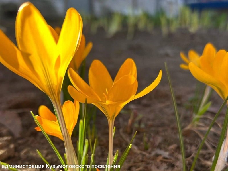 Весна в Петербурге: крокусы распустились, но скоро накроет снегом