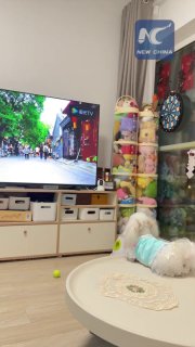 В Китае работает телеканал для животных — PetTV