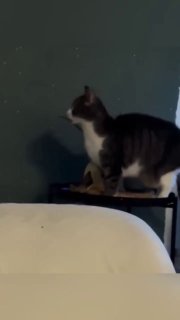 Кошки научились издавать специальные звуки для общения с людьми