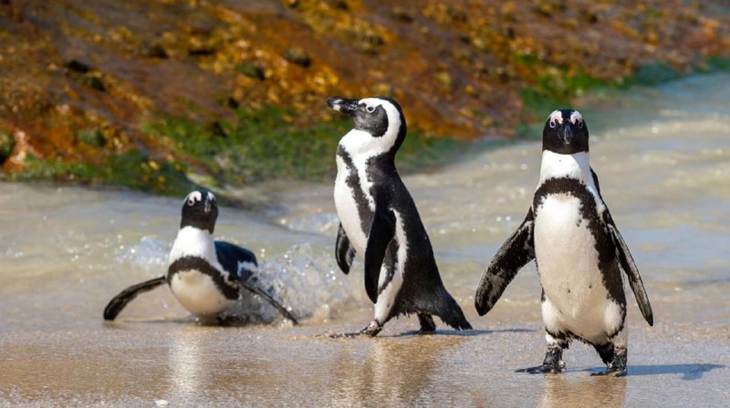 Иллюстрация 1