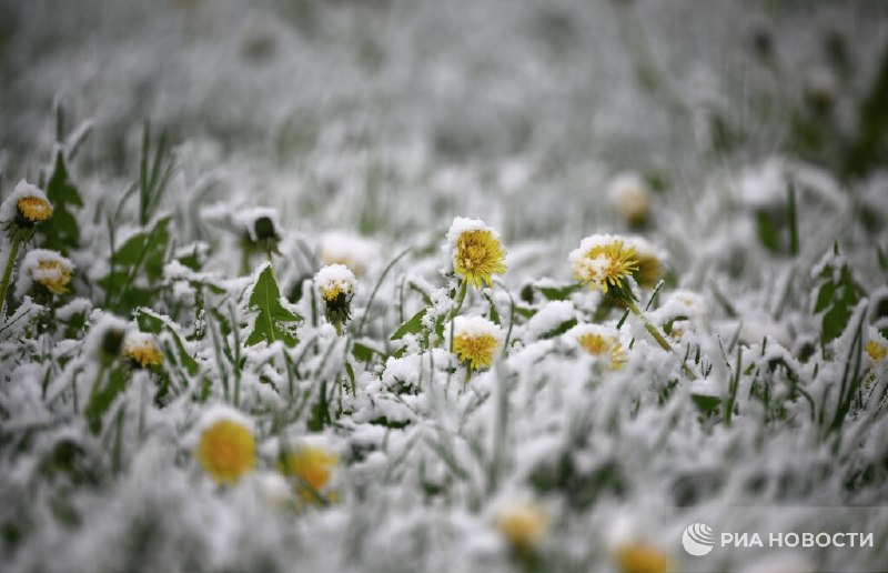 Ночные заморозки вернутся в Москву к концу недели