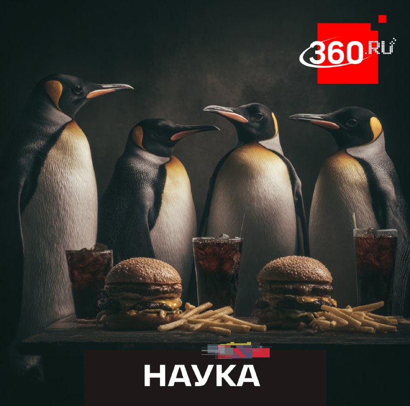Избыток еды и лень меняют работу генов: пингвины в неволе стареют быстрее