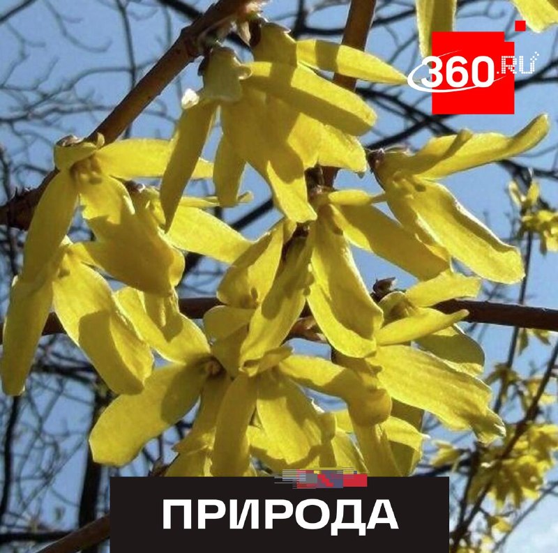 В Аптекарском огороде зацвел «пасхальный куст»