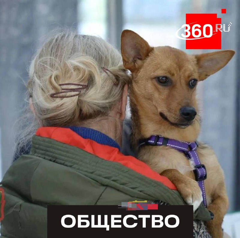 Шесть животных нашли дом после акции в Наро-Фоминске