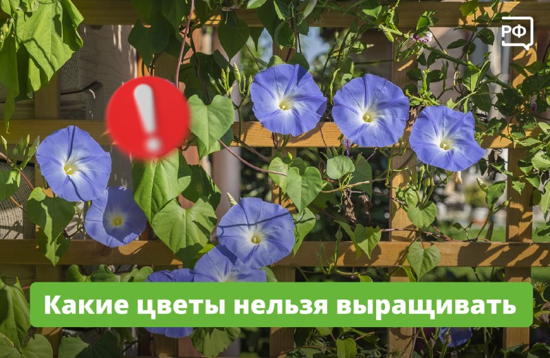 В России запретили выращивать определённые виды ипомеи из-за содержания наркотиков