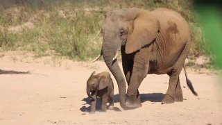 Вирусное видео: трогательный момент общения слонов в стаде
