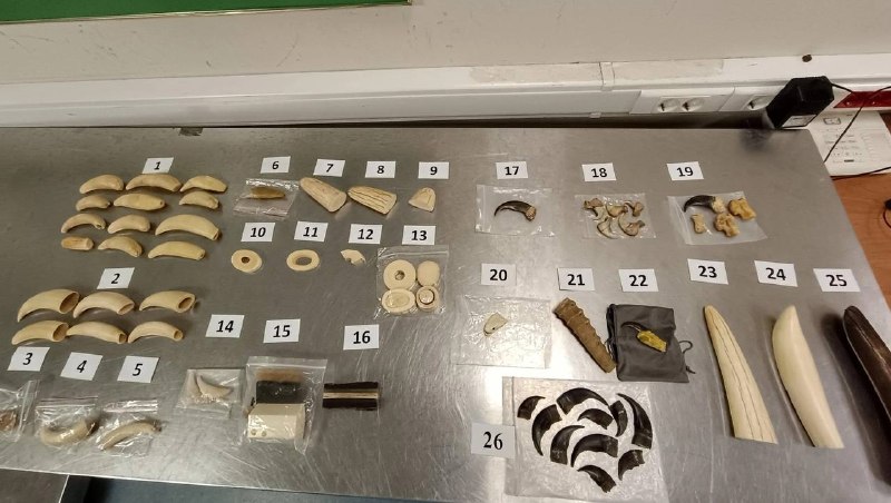 Иностранца задержали в Петербурге за попытку вывоза останков редких животных в Китай