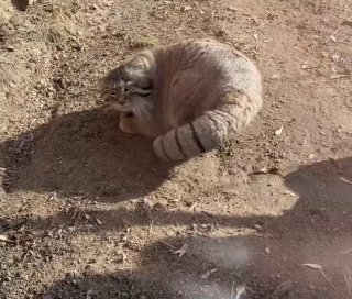 Кот Манул Тимофей радуется жизни