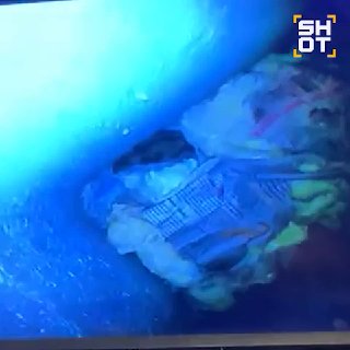 Хомяк выжил в вентиляционной шахте после падения с 7 этажа