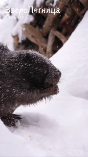 7 апреля — Международный день бобра: почему нельзя кормить их морковью