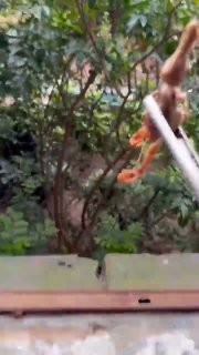 Житель Китая кормит кошек, заставляя их лазать по стенам