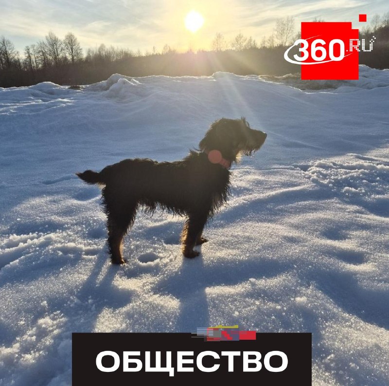 В Подмосковье похитили немецкого ягдтерьера во время прогулки